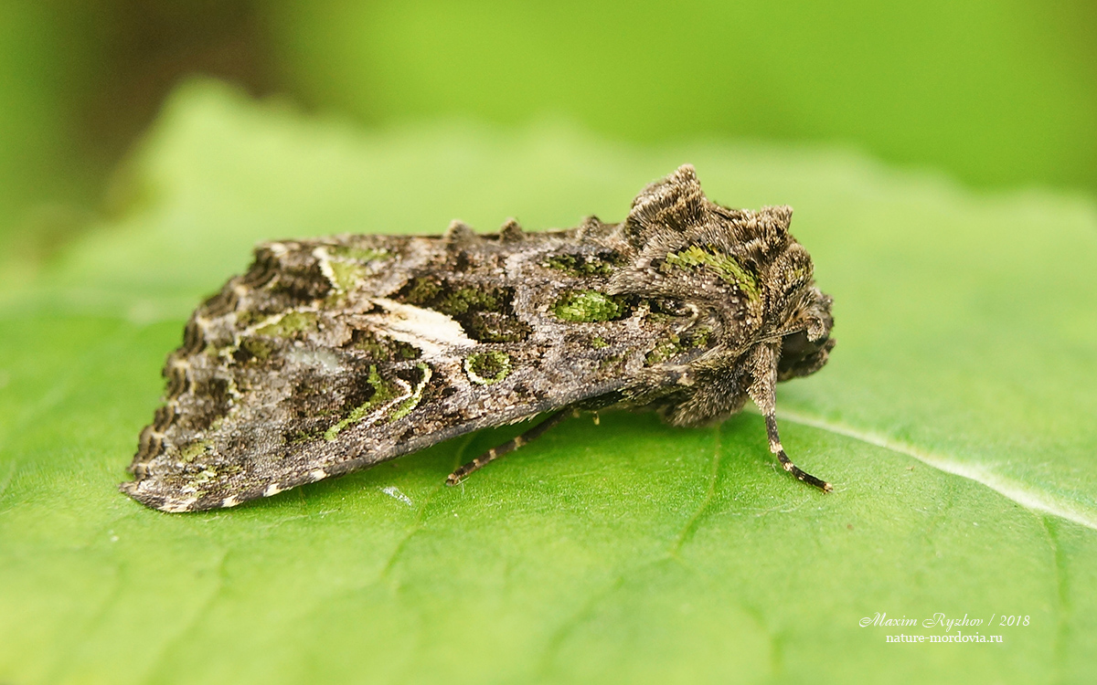 Совка лебедовая (Trachea atriplicis)