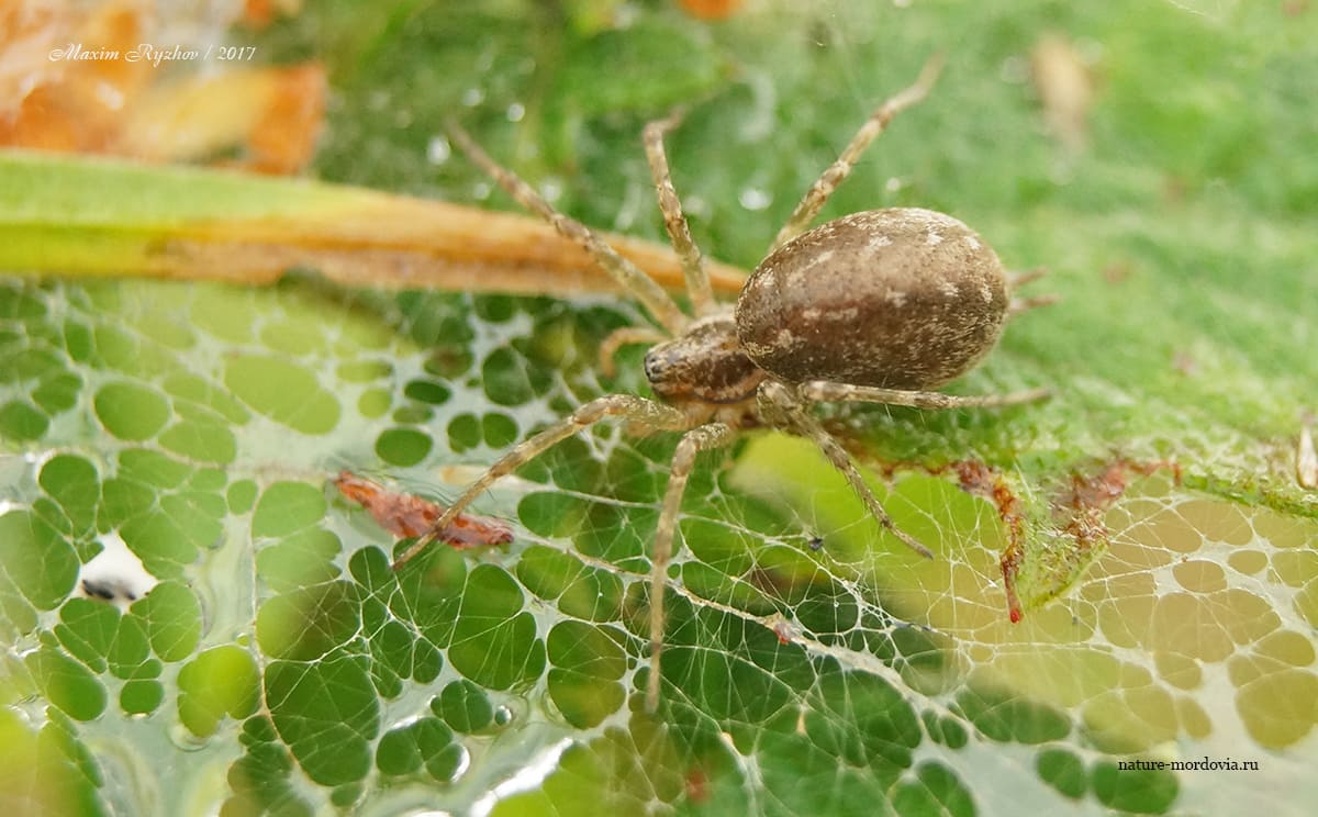 Аллагелена тонкая (Allagelena gracilens)