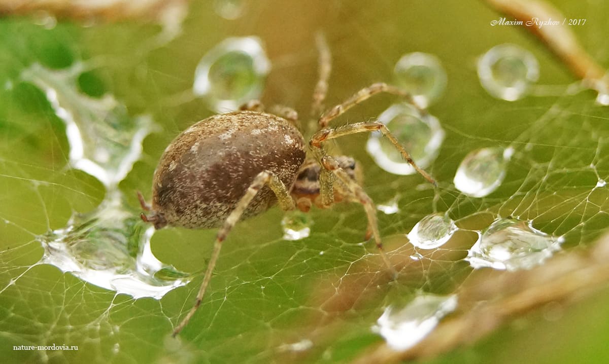 Аллагелена тонкая (Allagelena gracilens)