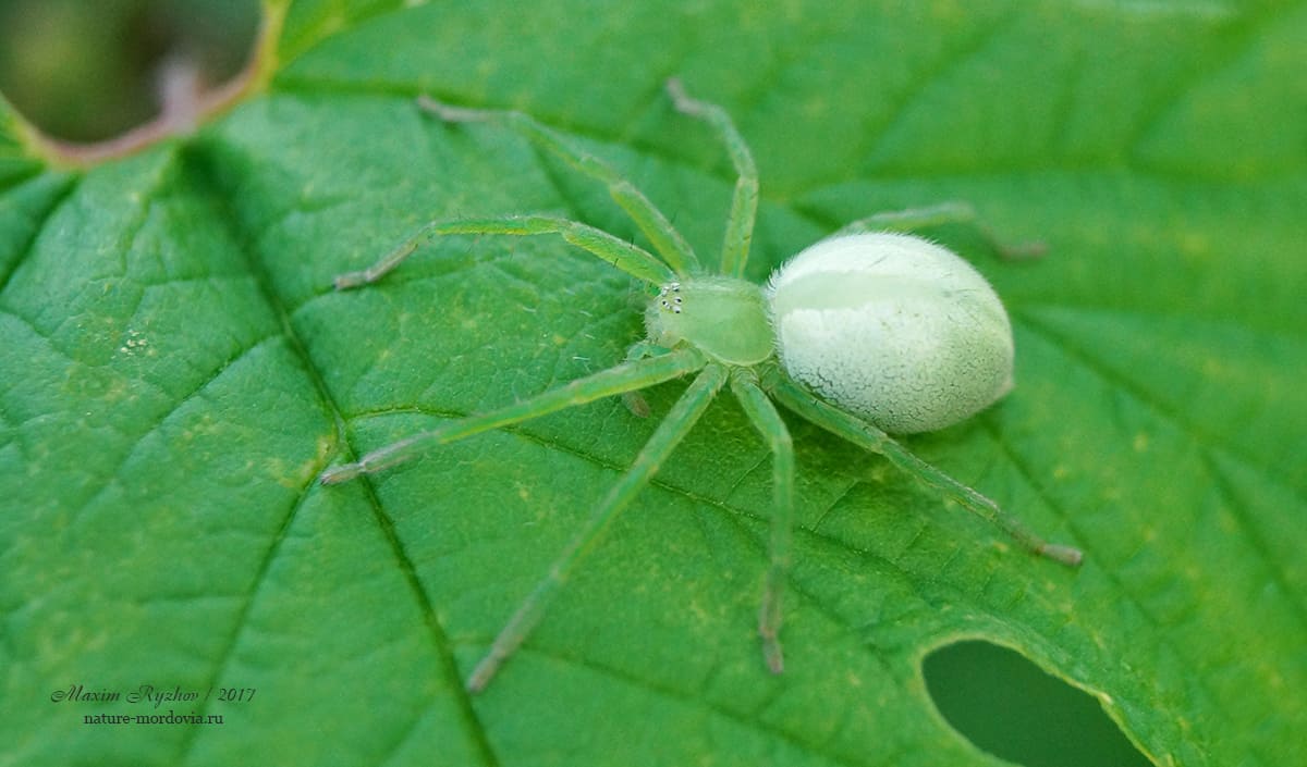 Микромата зеленоватая (Micrommata virescens)