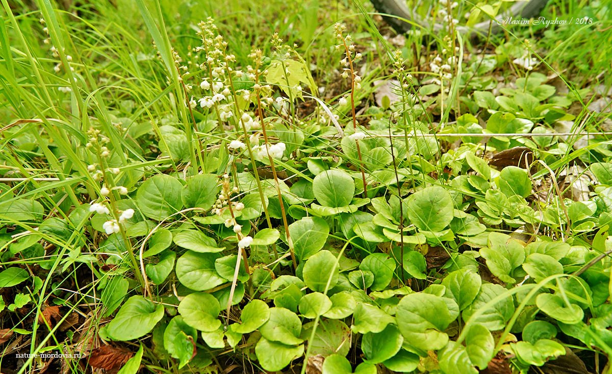 Грушанка круглолистная (Pyrola rotundifolia)