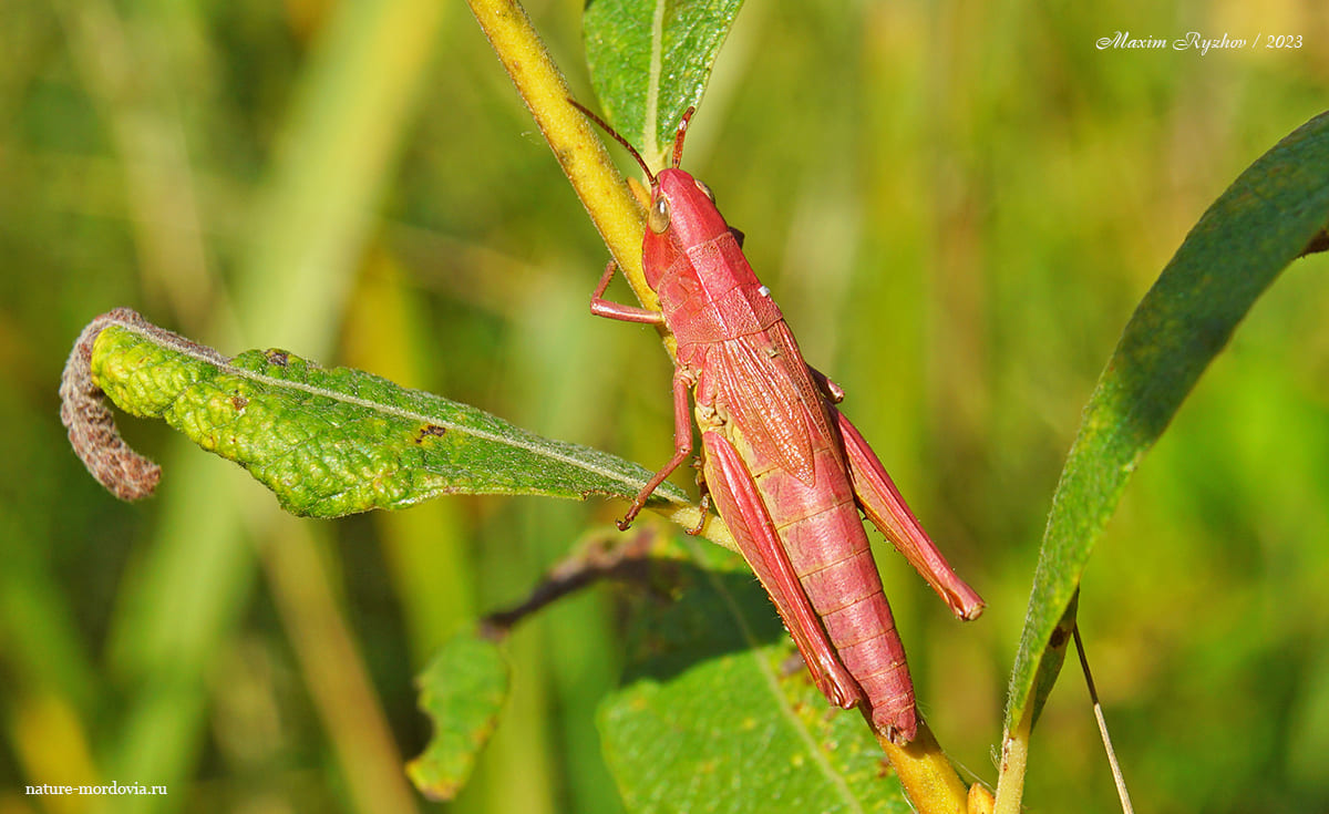 Зеленчук непарный (Chrysochraon dispar)