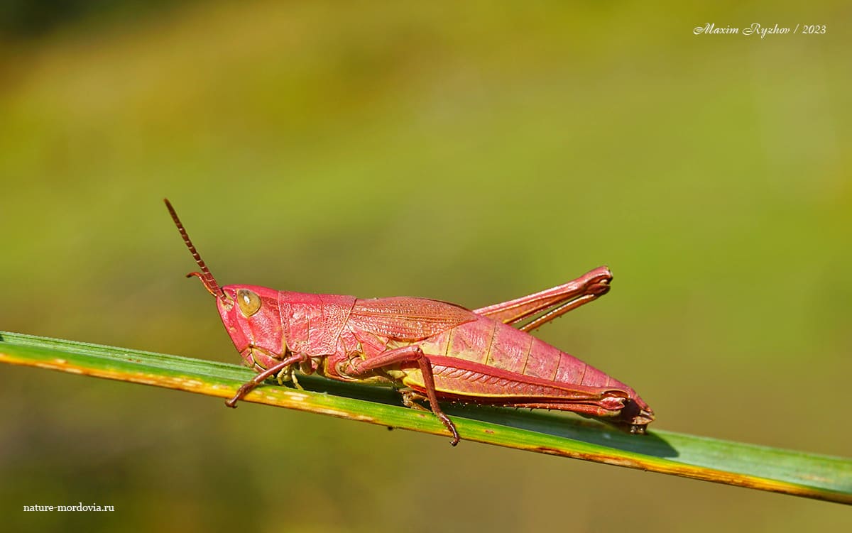 Зеленчук непарный (Chrysochraon dispar)