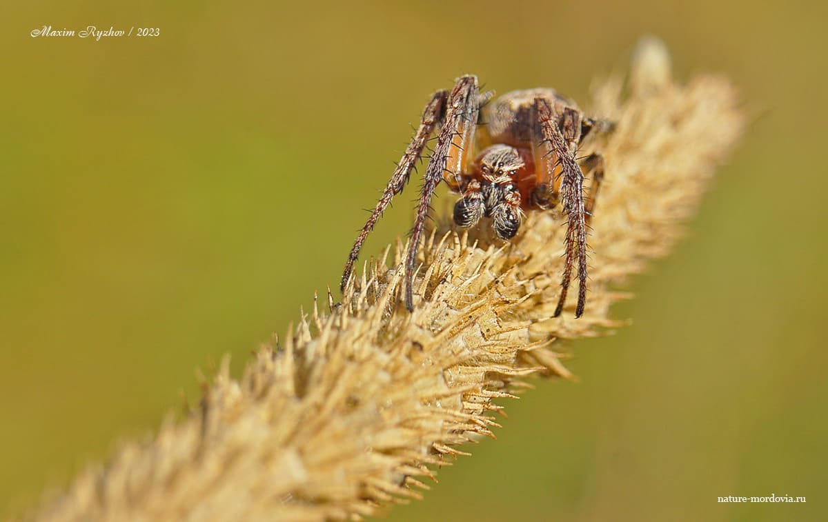 Роговой крестовик (Larinioides cornutus)