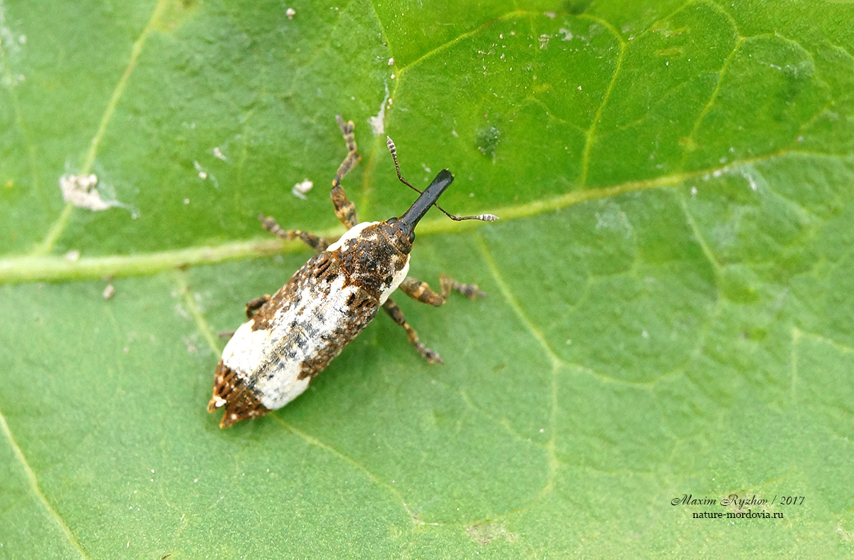 Lixus cylindrus