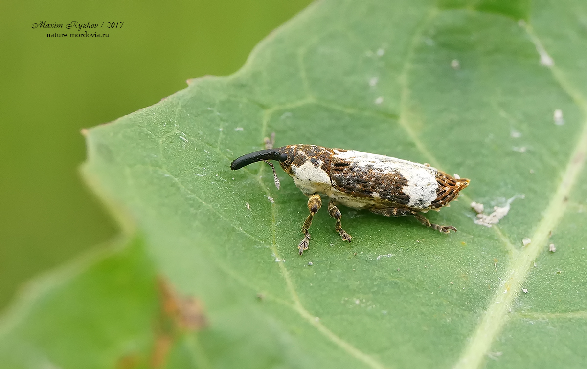 Lixus cylindrus