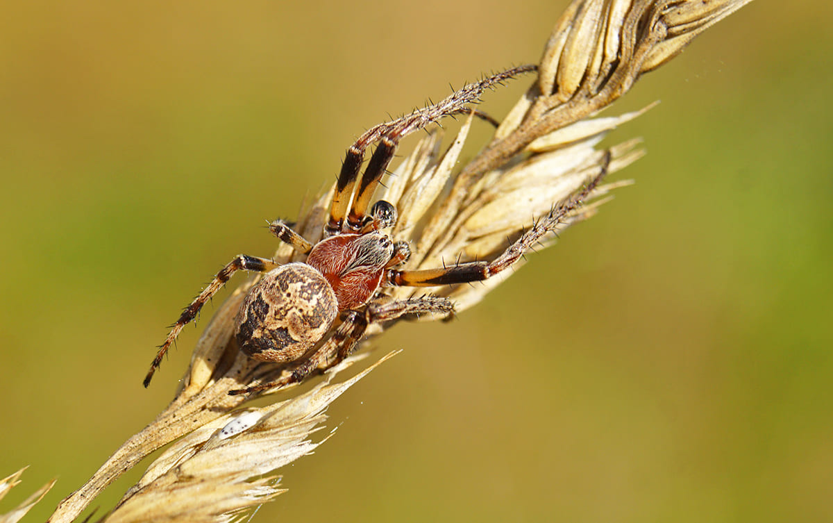 Роговой крестовик (Larinioides cornutus)