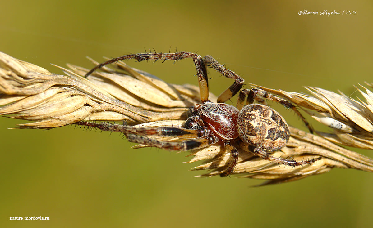 Роговой крестовик (Larinioides cornutus)