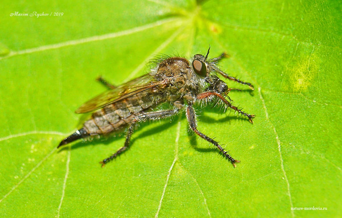 Толмерус черноволосый (Tolmerus atricapillus)
