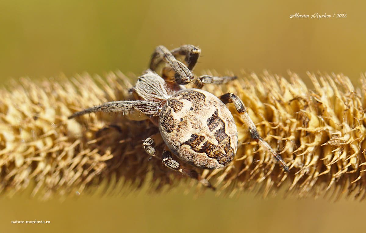 Роговой крестовик (Larinioides cornutus)