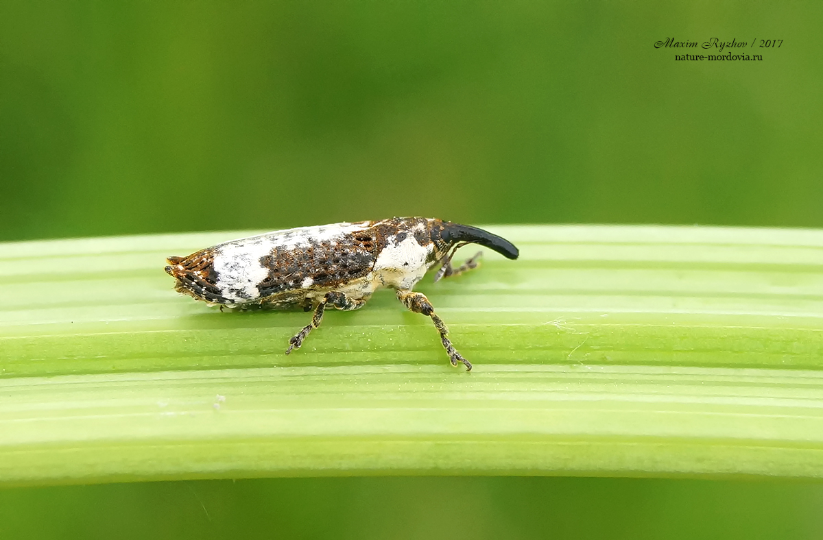 Lixus cylindrus