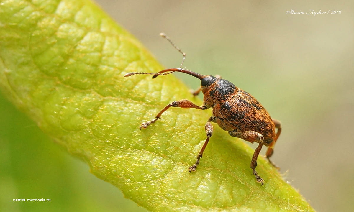 Плодожил ореховый (Curculio nucum)