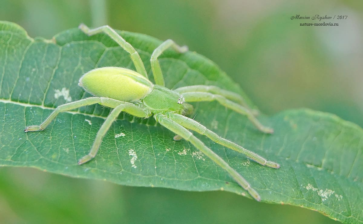 Микромата зеленоватая (Micrommata virescens)