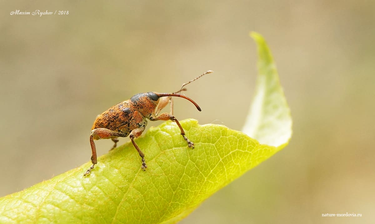 Плодожил ореховый (Curculio nucum)