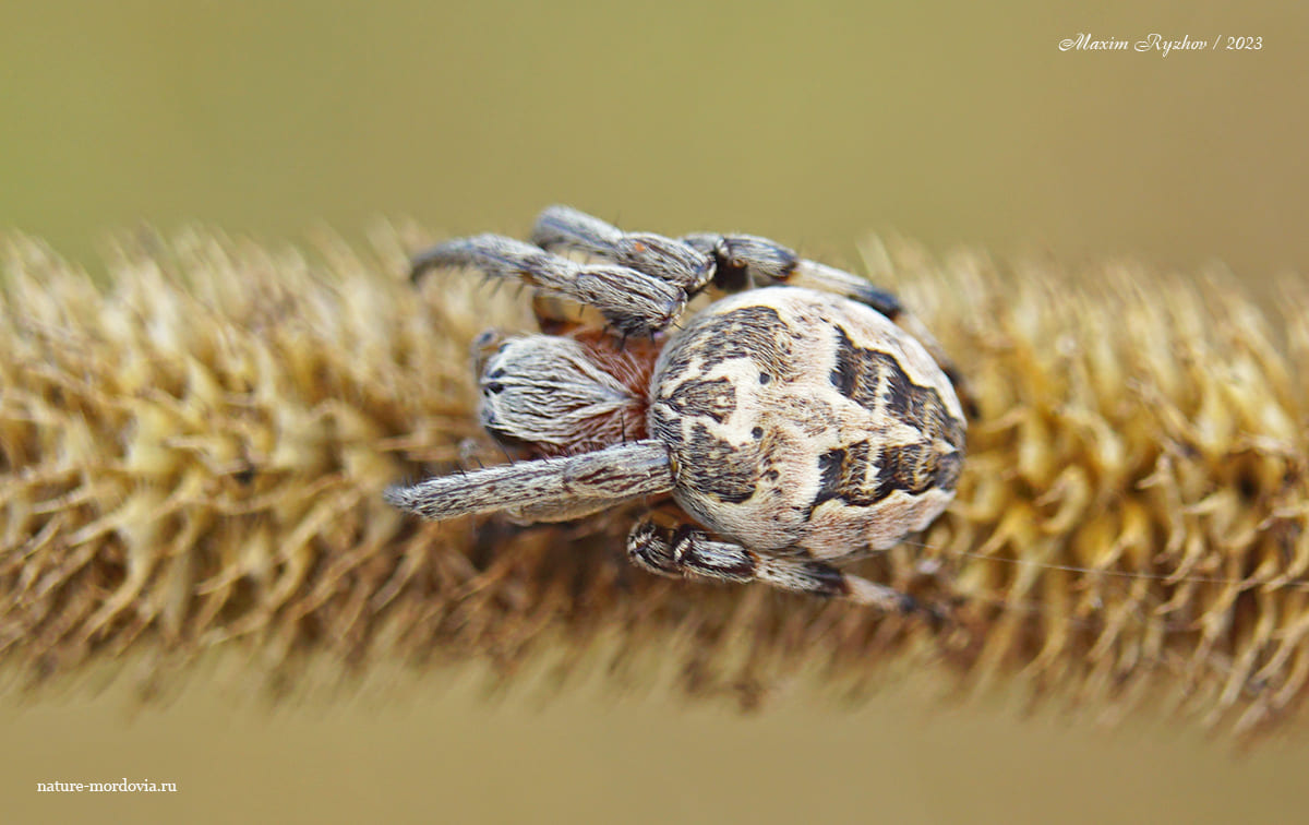 Роговой крестовик (Larinioides cornutus)