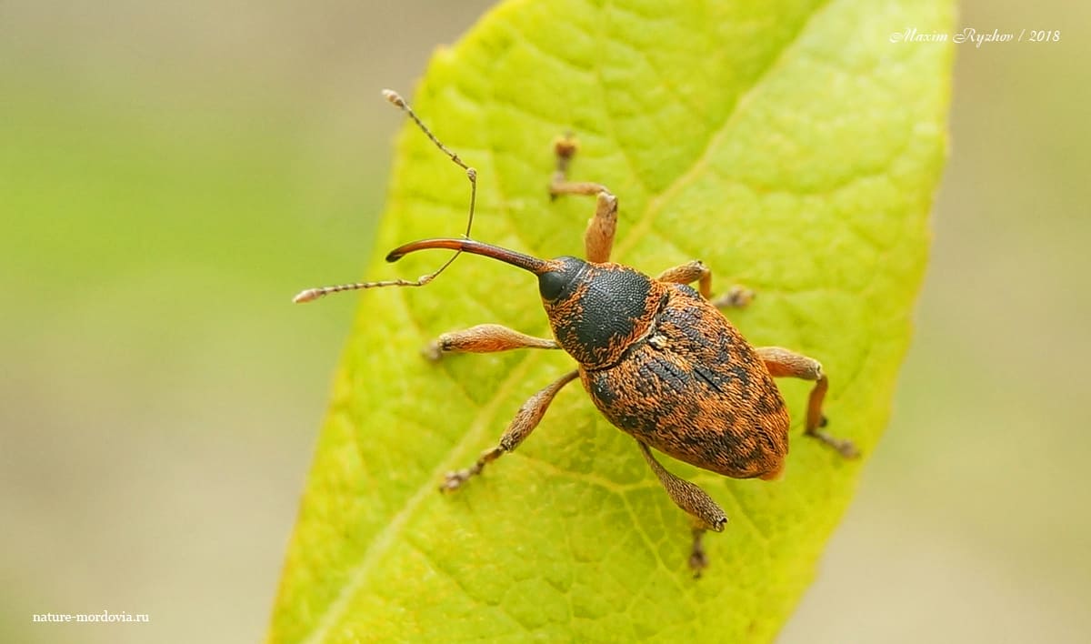 Плодожил ореховый (Curculio nucum)