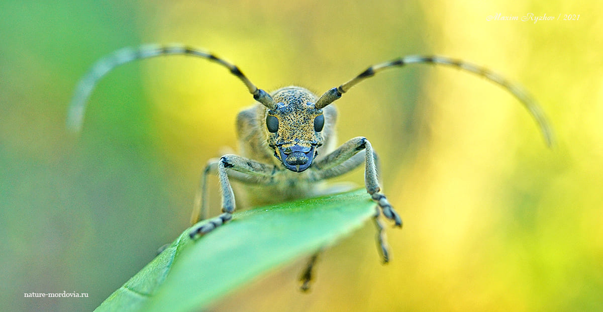 Большой осиновый скрипун (Saperda carcharias)