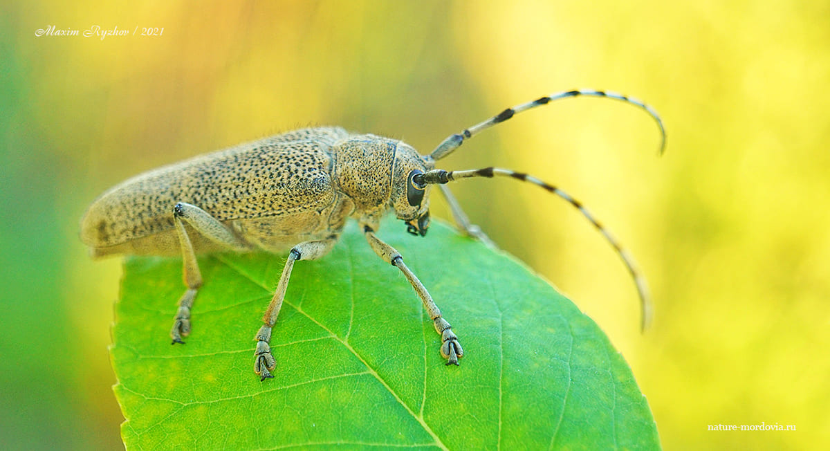 Большой осиновый скрипун (Saperda carcharias)