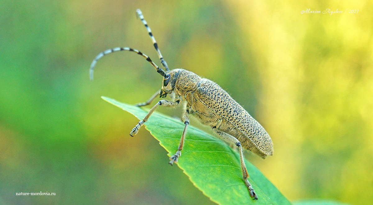 Большой осиновый скрипун (Saperda carcharias)