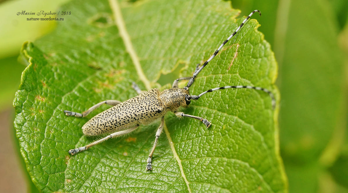 Большой осиновый скрипун (Saperda carcharias)