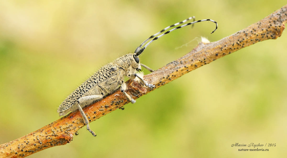 Большой осиновый скрипун (Saperda carcharias)