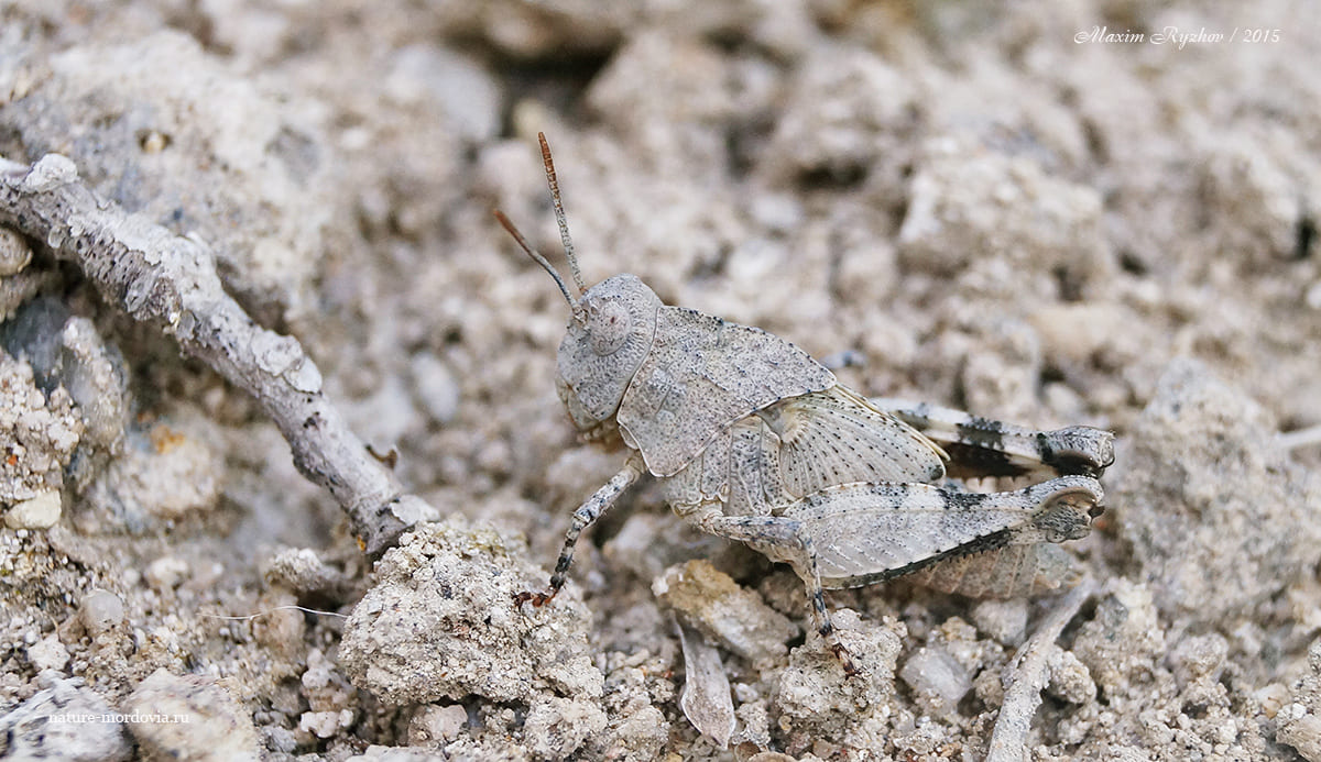 Нимфа голубокрылой кобылки (Oedipoda caerulescens)