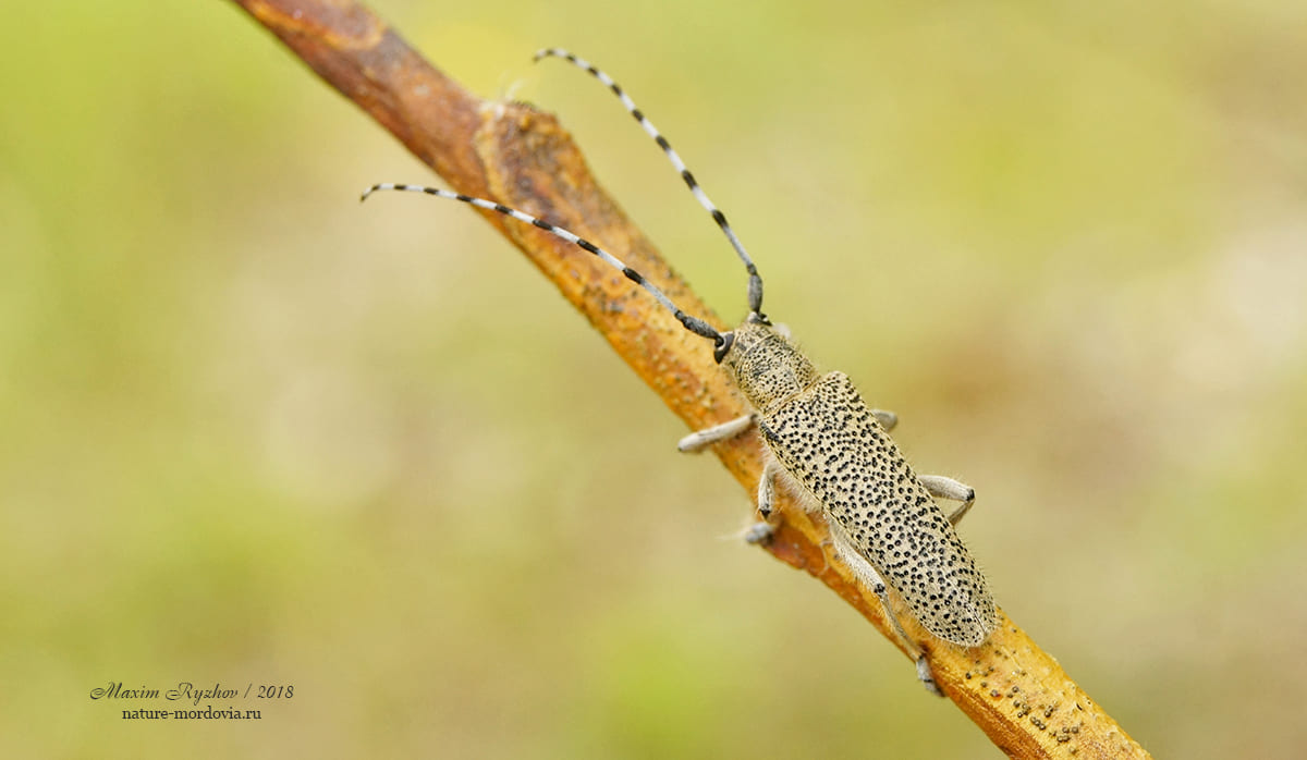 Большой осиновый скрипун (Saperda carcharias)