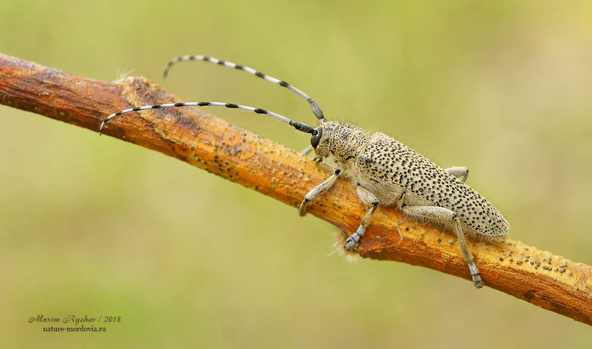 Большой осиновый скрипун (Saperda carcharias)
