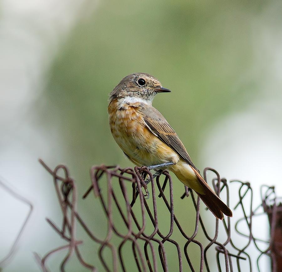 Обыкновенная горихвостка (Phoenicurus phoenicurus)