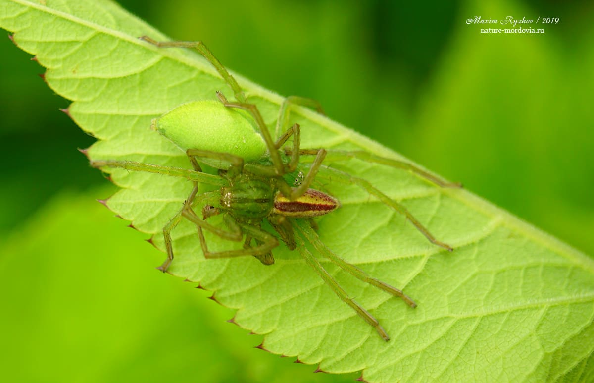 Микромата зеленоватая (Micrommata virescens)