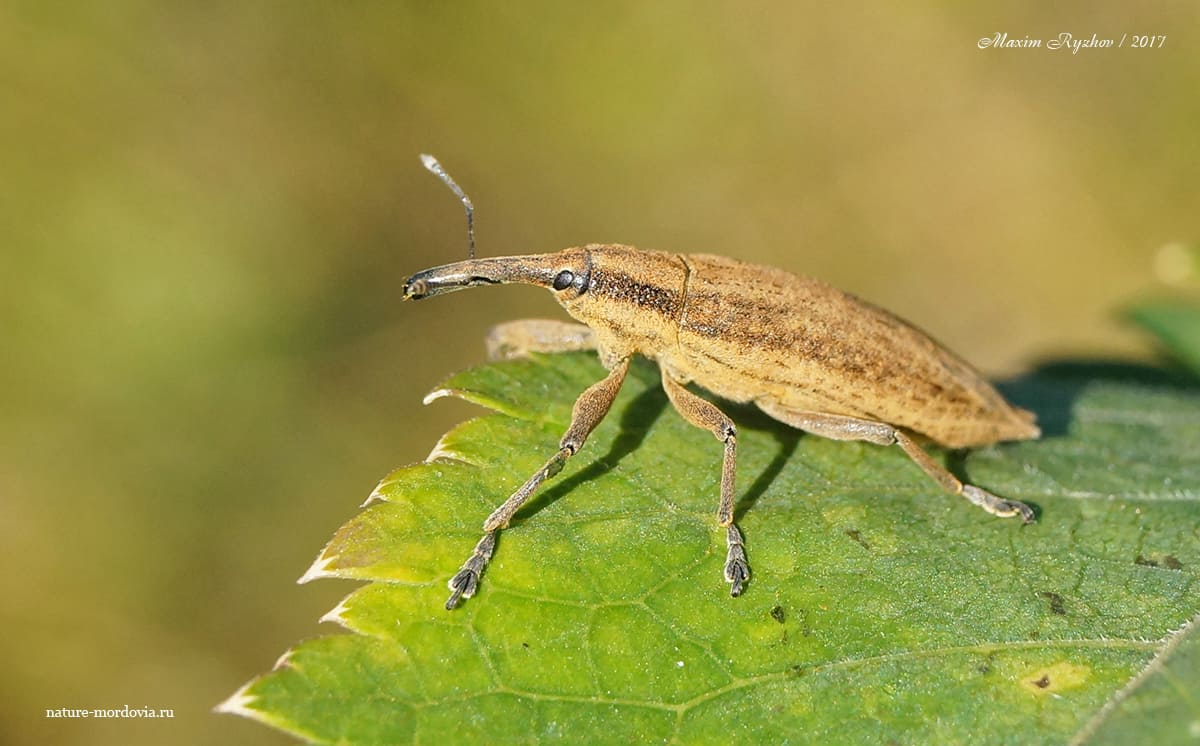 Фрачник обыкновенный (Lixus iridis)