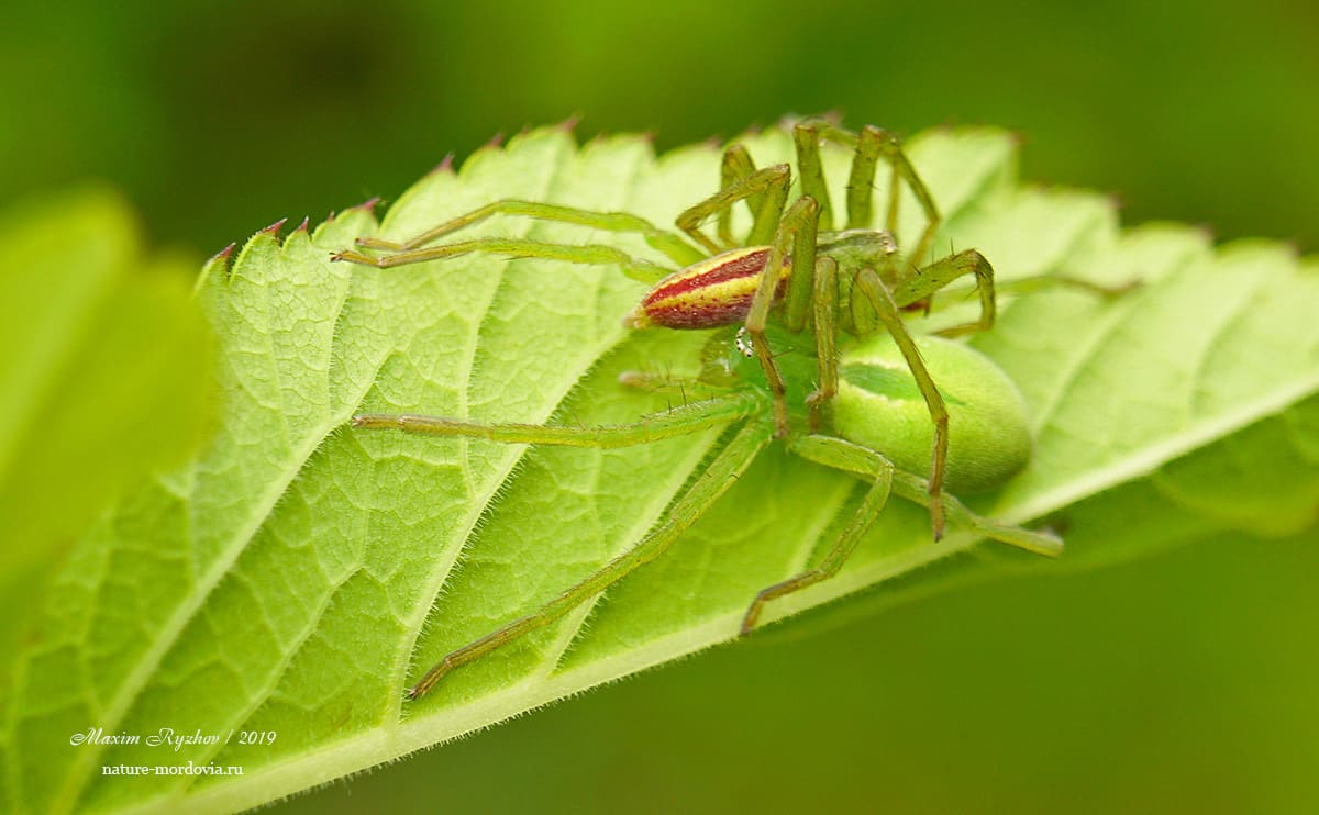 Микромата зеленоватая (Micrommata virescens)