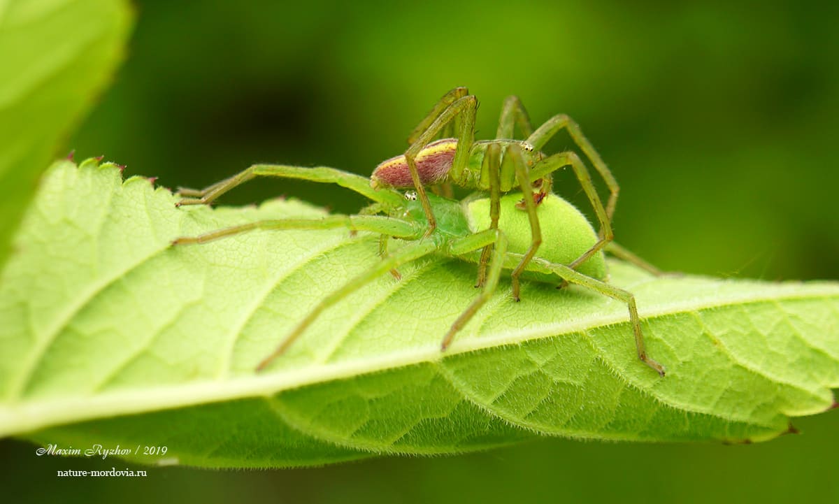 Микромата зеленоватая (Micrommata virescens)