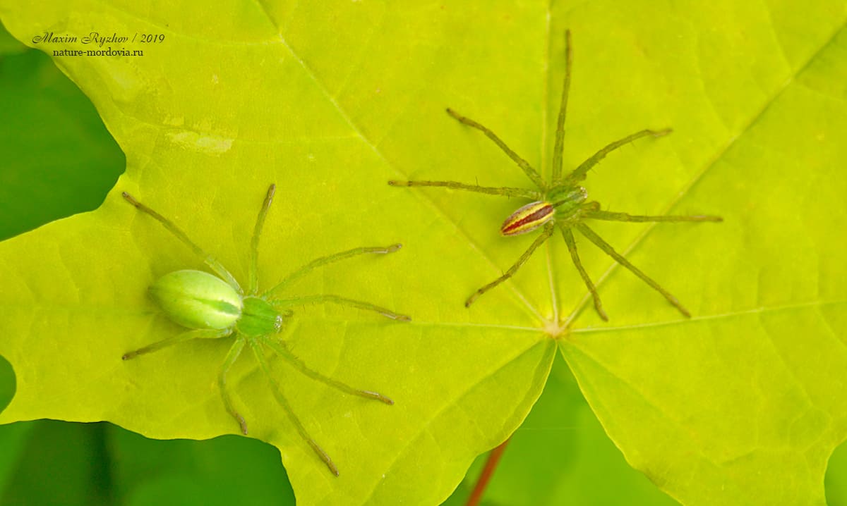 Микромата зеленоватая (Micrommata virescens)