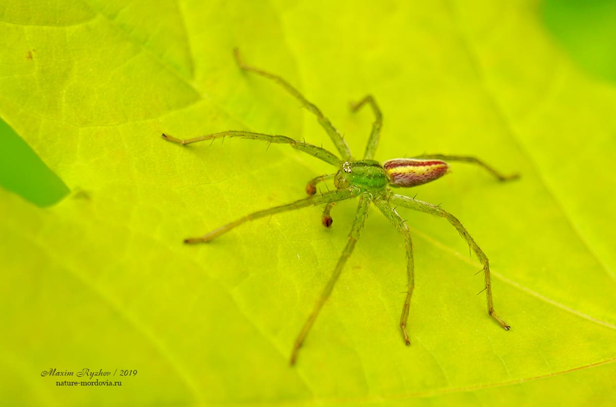 Микромата зеленоватая (Micrommata virescens)