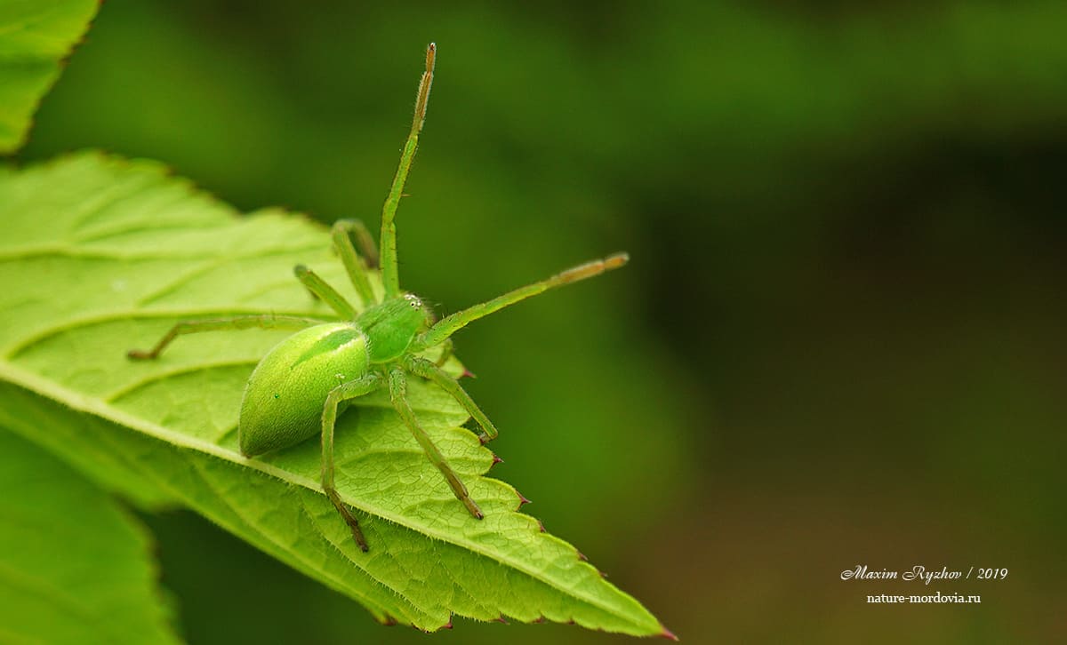 Микромата зеленоватая (Micrommata virescens)