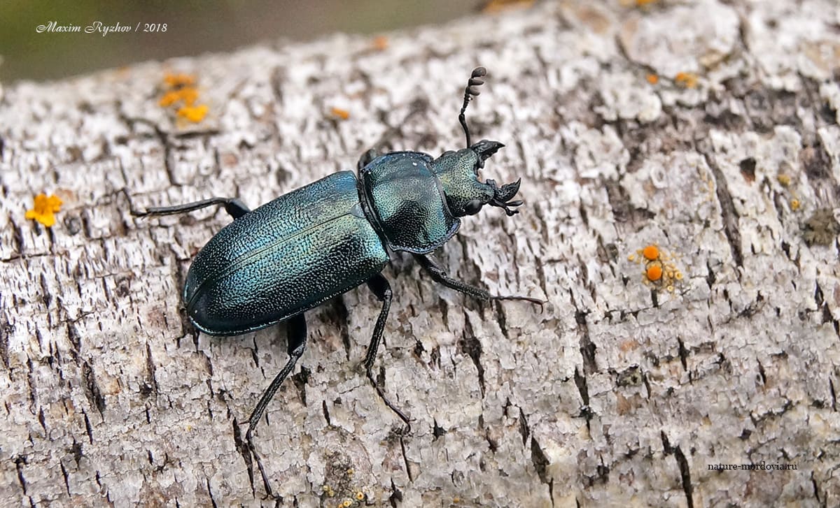 Рогач синий (Platycerus caraboides)