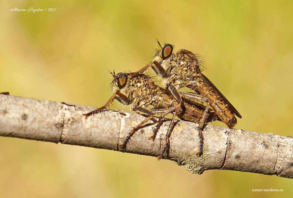 Толмерус черноволосый (Tolmerus atricapillus)