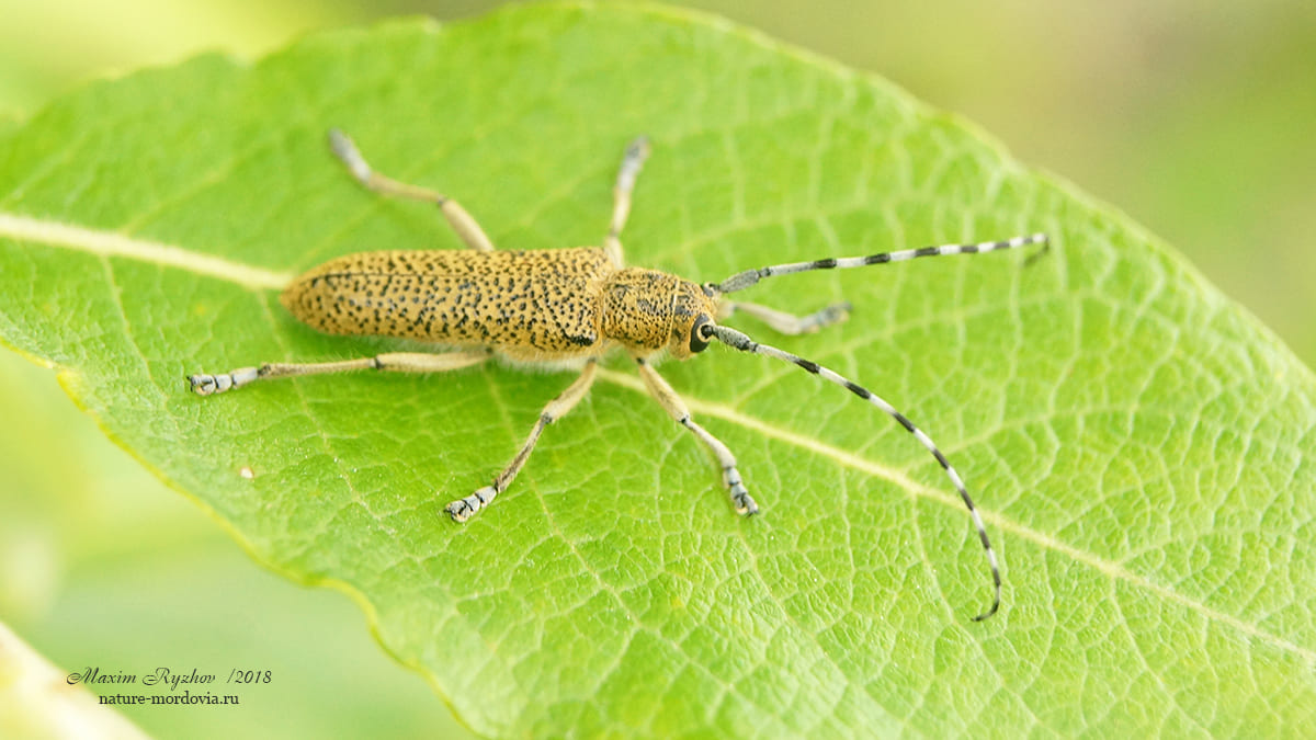 Большой осиновый скрипун (Saperda carcharias)