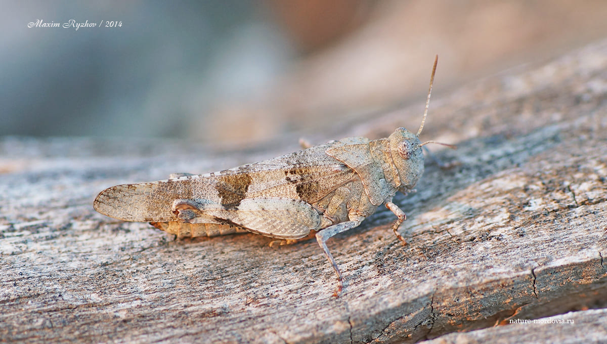 Кобылка голубокрылая (Oedipoda caerulescens)