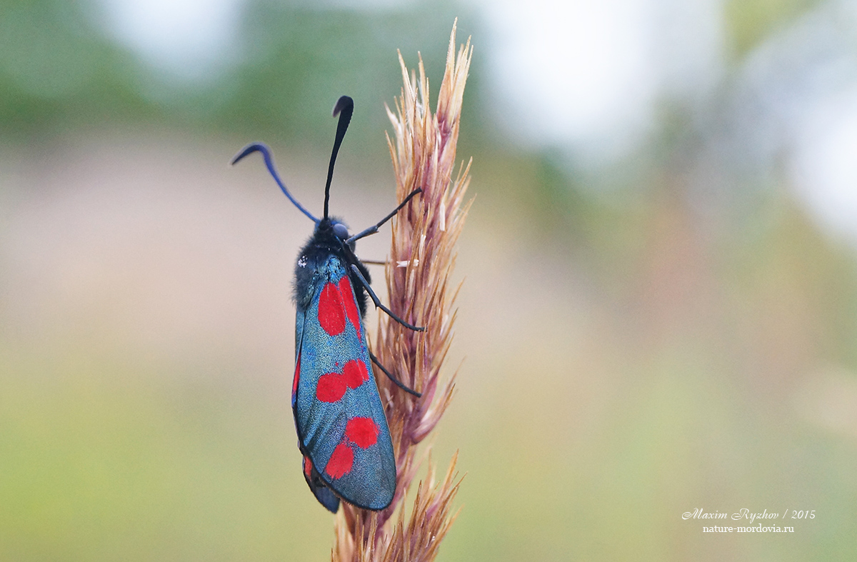 Пестрянка таволговая Zygaena filipendulae