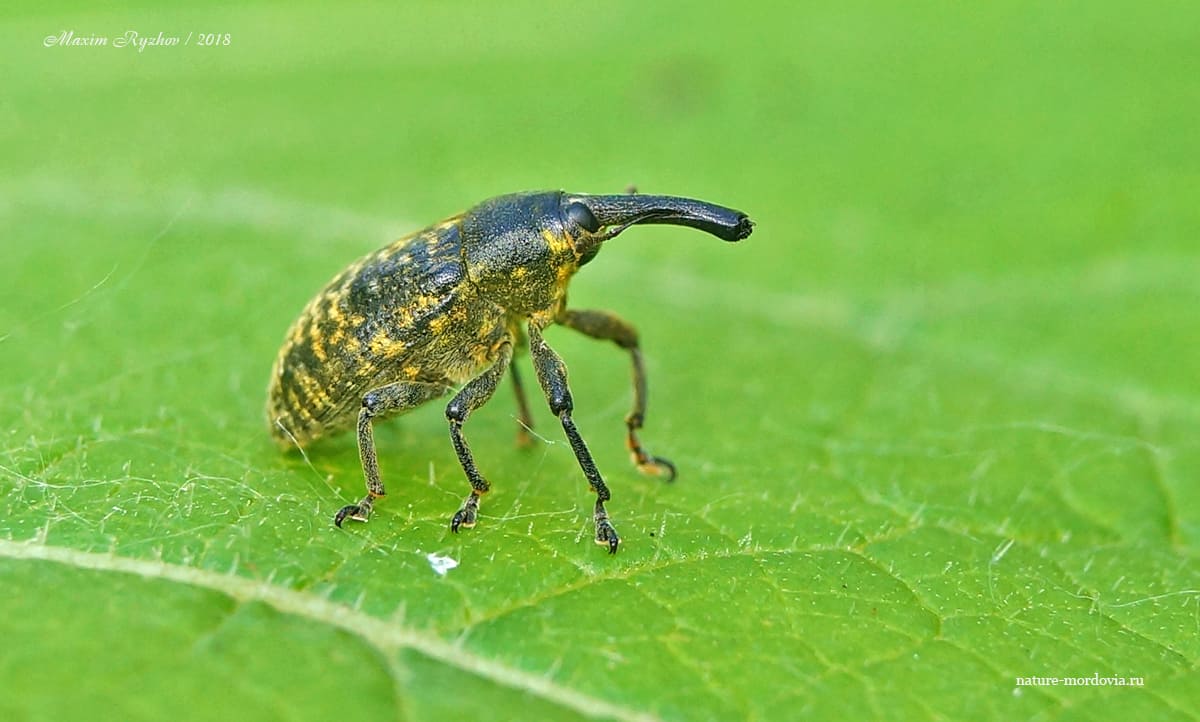 Чертополоховый ларин (Larinus sturnus)