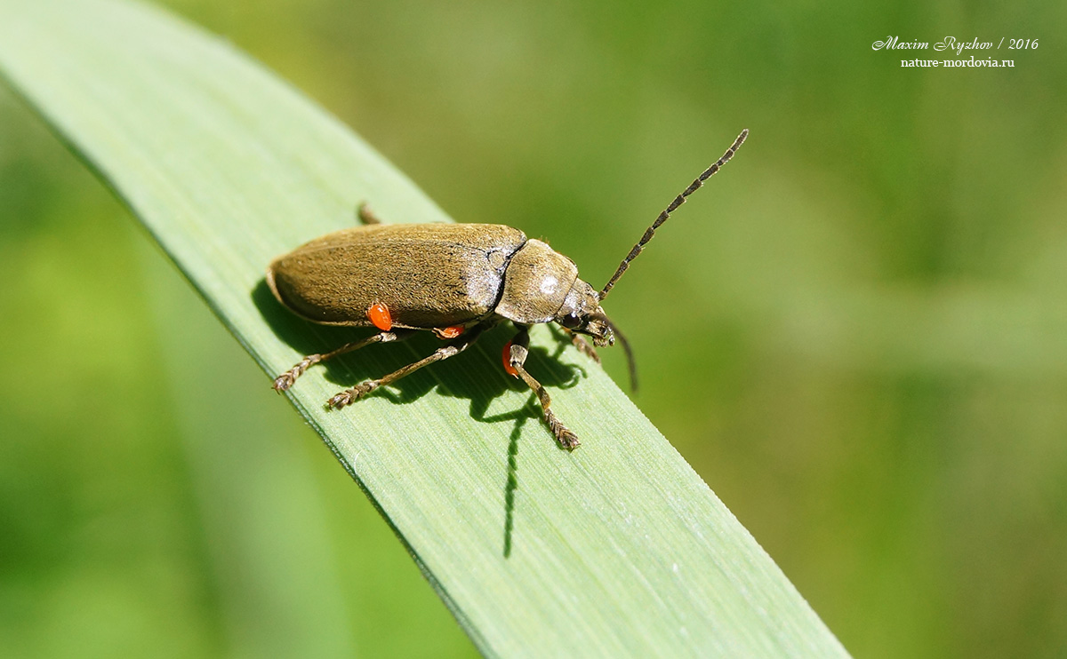 Лопастник Dascillus cervinus