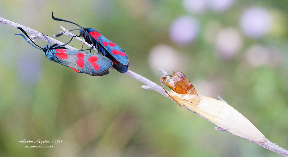 Пестрянка таволговая Zygaena filipendulae