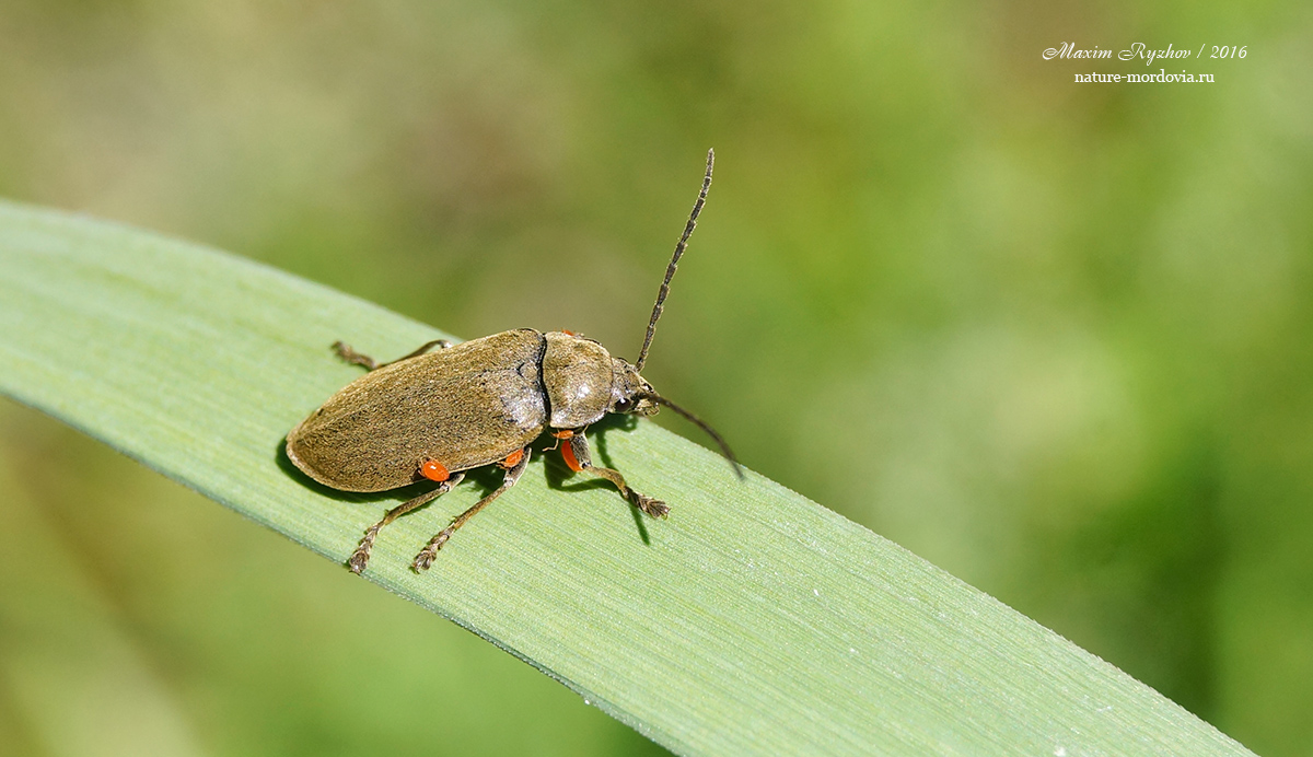 Лопастник Dascillus cervinus