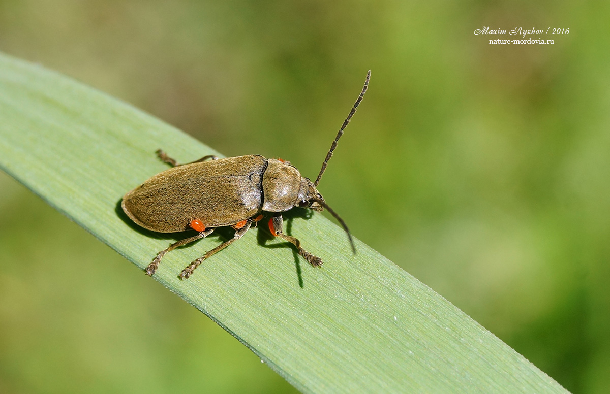 Лопастник Dascillus cervinus