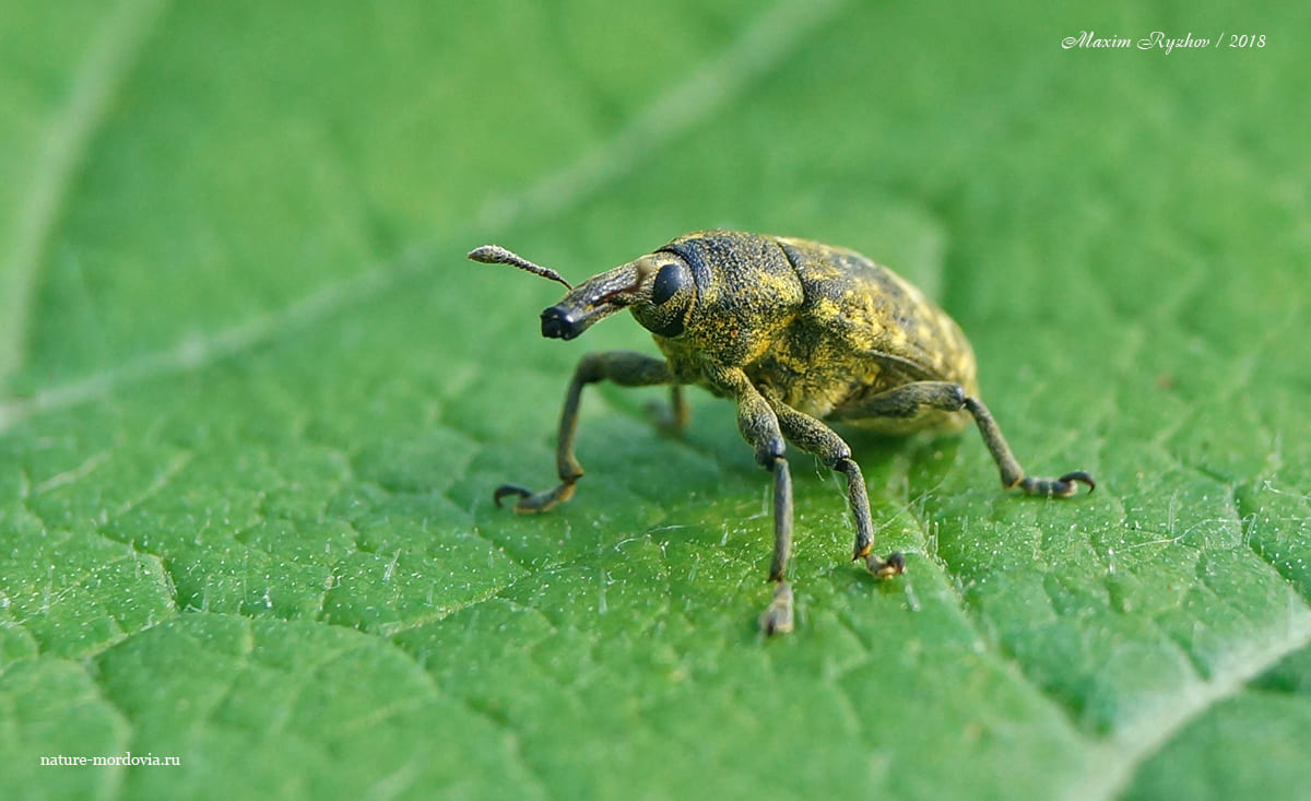Чертополоховый ларин (Larinus sturnus)