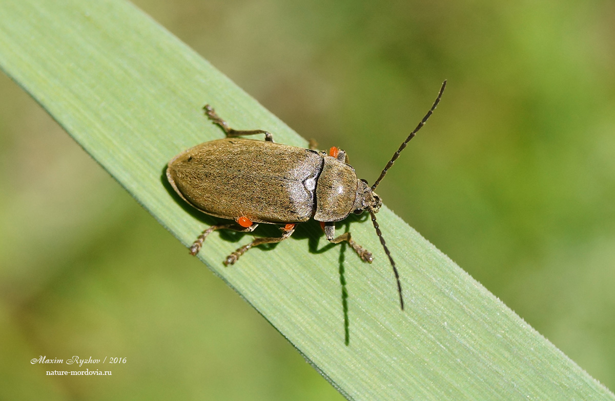 Лопастник Dascillus cervinus