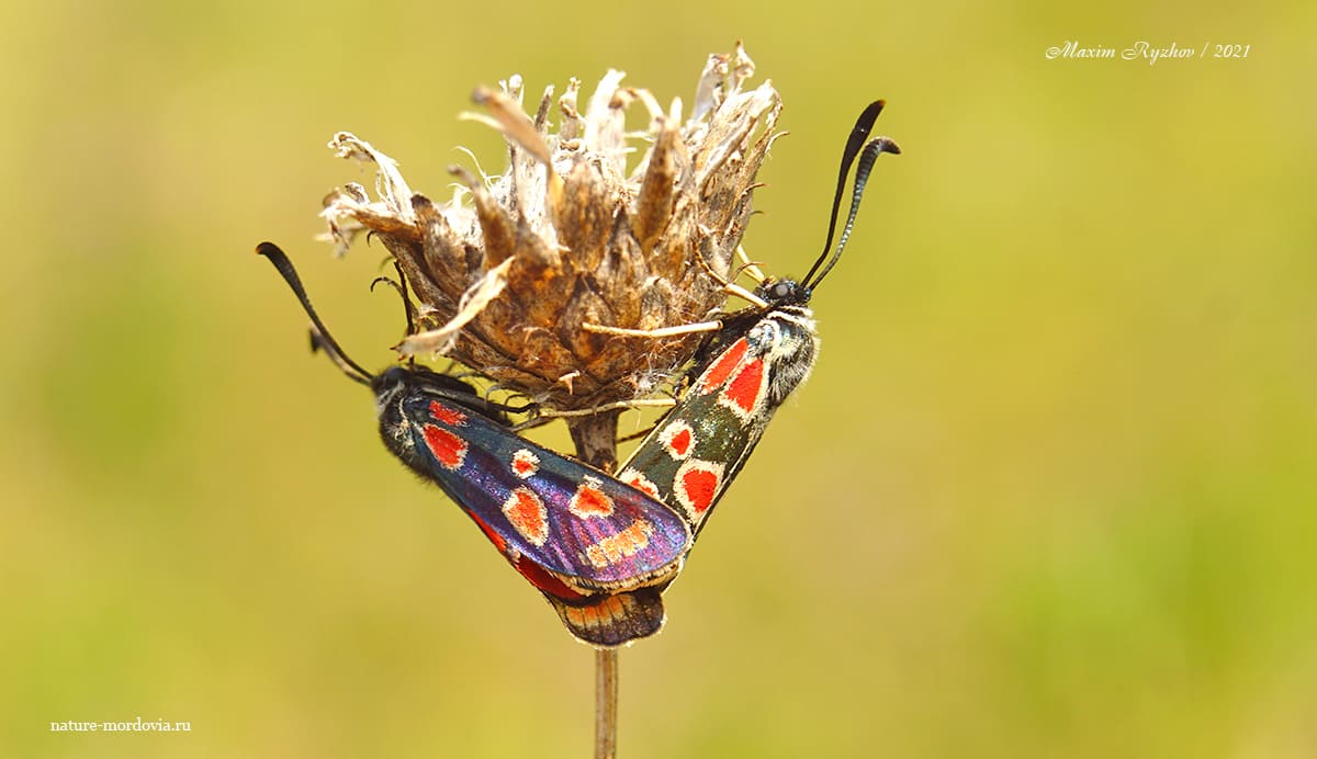 Пестрянка глазчатая (Zygaena carniolica)