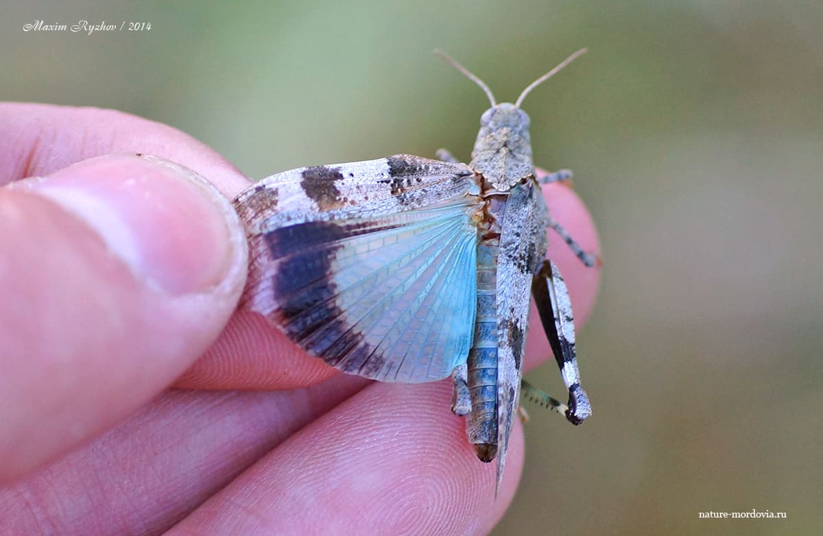 Кобылка голубокрылая (Oedipoda caerulescens)